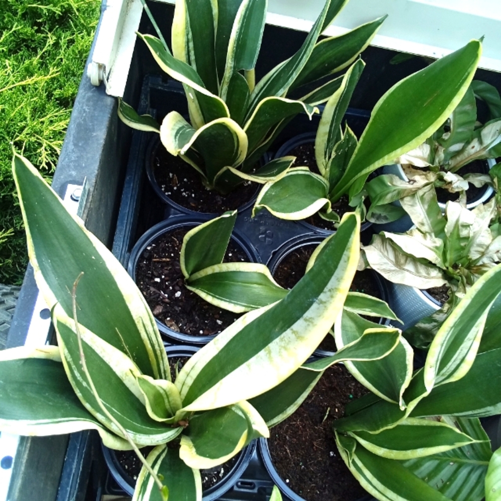 Variegated Snake Plant Small
